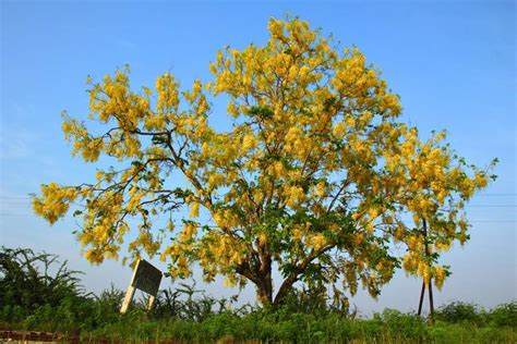  Flowers of the Thai Forest: A Symphony of Color and Cultural Tapestry